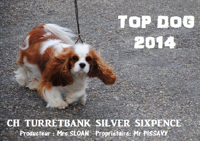 Style Organdi - Mia : top dog 2014