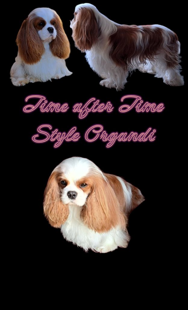 CH. Time after time Style Organdi