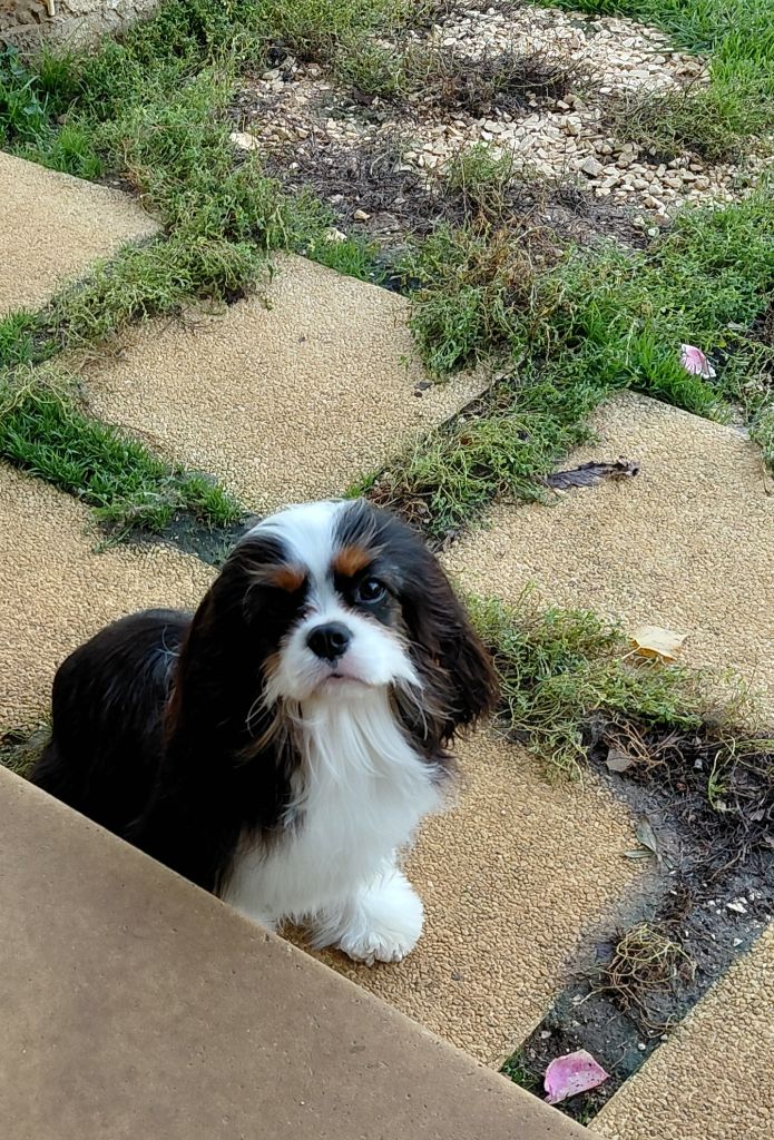 Amazing grace Style Organdi